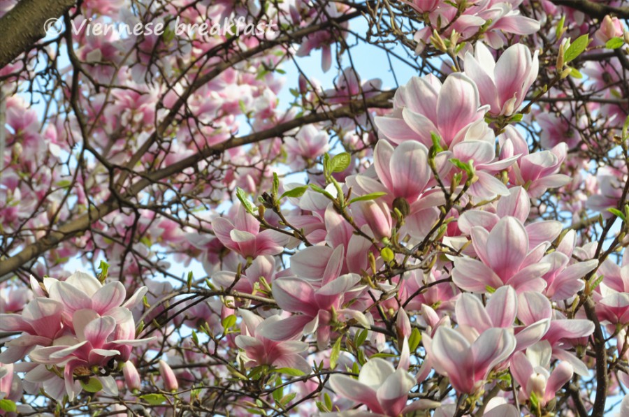 magnolia-2