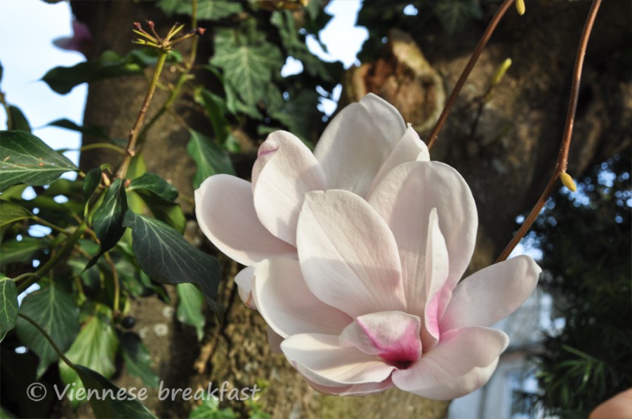 magnolia-6